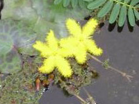 ninfoide nimphoides amarillo